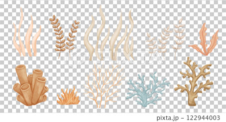 Watercolor seaweed and coral, underwater plants set, hand drawn illustration, nautical drawings isolated on white 122944003