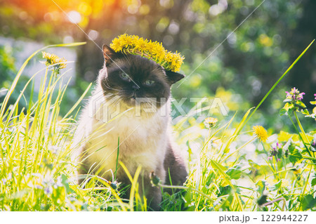 Color point cat walking on the grass in summer. The cat wearing a dandelion wreath Color point cat walking on the grass in summer. The cat wearing a dandelion wreath 122944227