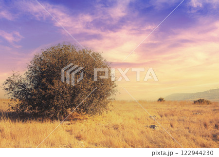The plateau at the top of the Arbel mount. Tree on the field with dry grass in autumn. Israel The plateau at the top of the Arbel mount. Tree on the field with dry grass in autumn. Israel 122944230