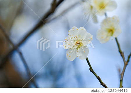 春を伝える白い梅の花 春を伝える白い梅の花 122944413