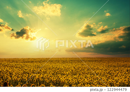 Sunflower field with beautiful sky. Aerial view 122944479