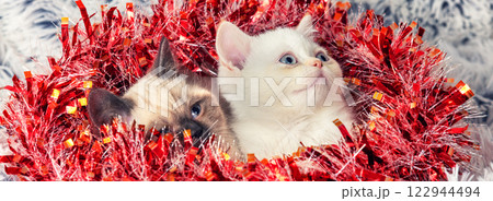 Two funny cute little kittens with Christmas decorations. Kittens wrapped in tinsel sit on a soft blanket. Horizontal banner Two funny cute little kittens with Christmas decorations. Kittens wrapped in tinsel sit on a soft blanket. Horizontal banner 122944494