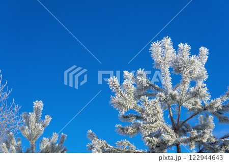 Frosty pine tree top against the blue sky. 122944643
