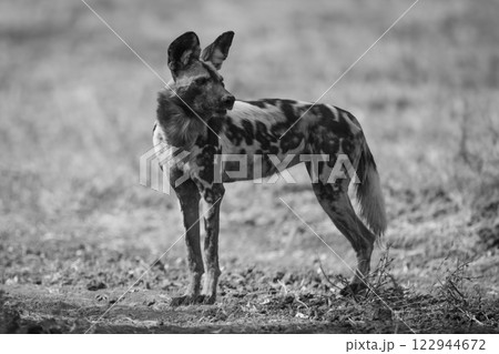 Mono African wild dog stands on track Mono African wild dog stands on track 122944672