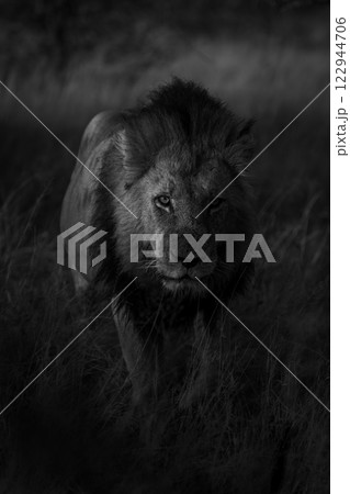 Mono lion approaches camera in dappled sunlight 122944706
