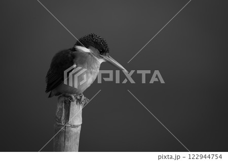 Mono malachite kingfisher on post in sunlight 122944754
