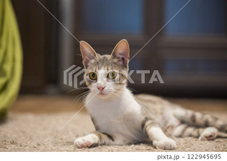 Fluffy domestic pet. Tabby cat at home 122945695