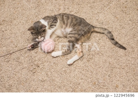 Cute cat playing with toy on floor indoor Cute cat playing with toy on floor indoor 122945696