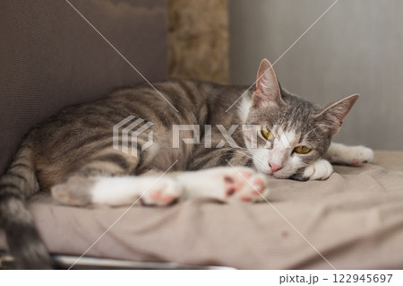 Beautiful cat pet sleeping at home Beautiful cat pet sleeping at home 122945697