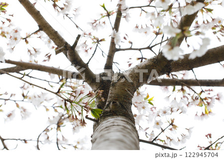 Outdoors cherry tree against white background 122945704