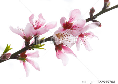 Beautiful spring pink flower on white background 122945708