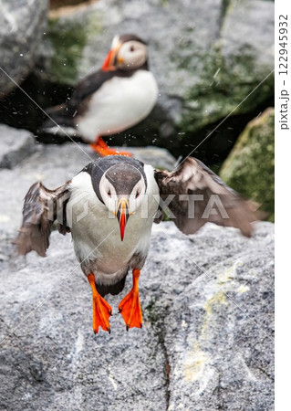 Atlantic puffin Atlantic puffin 122945932