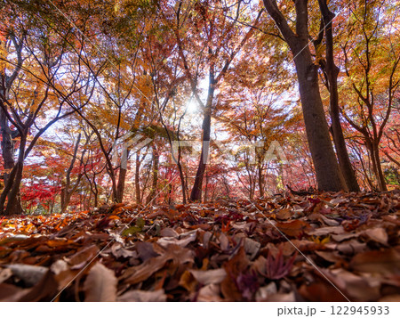 晩秋の美しい林間の景色 鮮やかな紅葉と落ち葉の絨毯 晩秋の美しい林間の景色 鮮やかな紅葉と落ち葉の絨毯 122945933