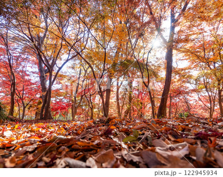 晩秋の美しい林間の景色 鮮やかな紅葉と落ち葉の絨毯 晩秋の美しい林間の景色 鮮やかな紅葉と落ち葉の絨毯 122945934