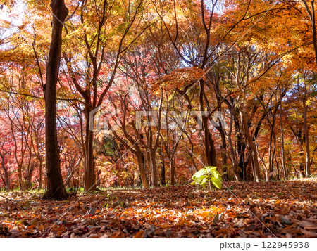 晩秋の美しい林間の景色 鮮やかな紅葉と落ち葉の絨毯 晩秋の美しい林間の景色 鮮やかな紅葉と落ち葉の絨毯 122945938