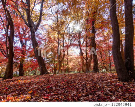 晩秋の美しい林間の景色　鮮やかな紅葉と落ち葉の絨毯 122945941
