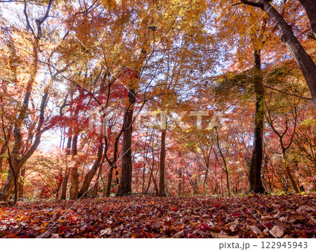 晩秋の美しい林間の景色 鮮やかな紅葉と落ち葉の絨毯 晩秋の美しい林間の景色 鮮やかな紅葉と落ち葉の絨毯 122945943