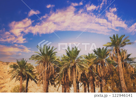 A row of tropical palm trees against the sunset sky. Silhouette of tall palm trees. Tropical evening landscape 122946141