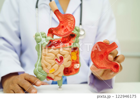 Digestive system with stomach and intestine, Asian doctor holding human anatomy model for study diagnosis and treatment in hospital. 122946175