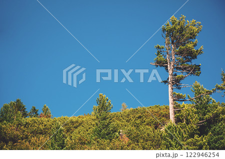 Mountain against the blue sky. Pines on the mountain Mountain against the blue sky. Pines on the mountain 122946254