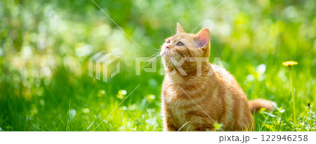 Cat on nature outdoors. Funny kitten walking in the garden on a summer sunny day. Horizontal banner Cat on nature outdoors. Funny kitten walking in the garden on a summer sunny day. Horizontal banner 122946258