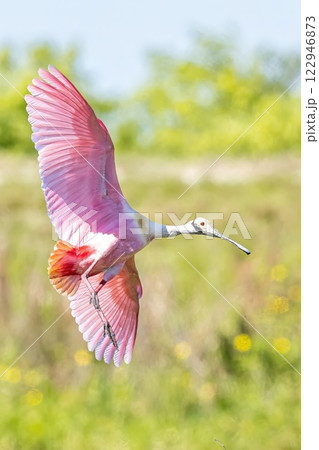 Roseate Spoonbill Roseate Spoonbill 122946873