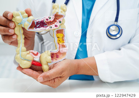 Intestine, doctor holding human anatomy model for study diagnosis and treatment in hospital. 122947429