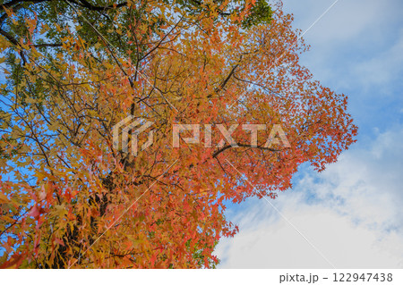 秋空に映える紅葉の枝 秋空に映える紅葉の枝 122947438