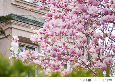 Magnolia sakura blossom at the background of a building in Vienna. Spring concept 122947566