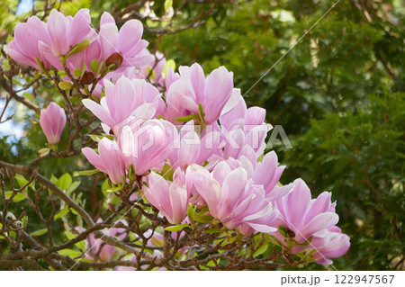 Magnolia Soulangeana sakura blossom. Spring concept 122947567