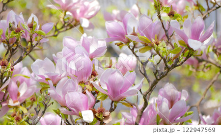 Magnolia Soulangeana sakura blossom background wallpaper. Spring concept 122947569