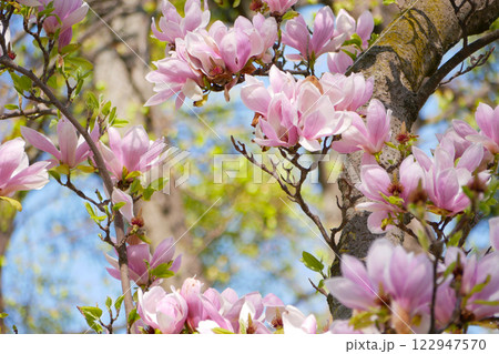 Magnolia Soulangeana sakura blossom in Vienna. Spring concept 122947570