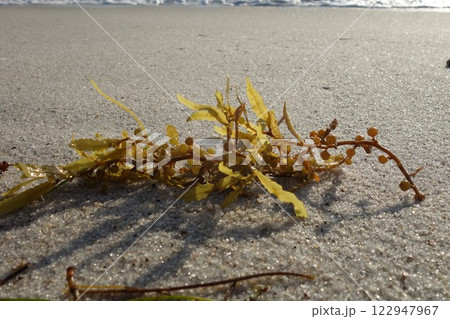 Seaweed on the beach as a close up Seaweed on the beach as a close up 122947967
