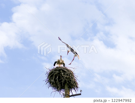 A pair of white storks (Ciconia ciconia) on a large nest atop a pole, with one stork landing gracefully while the other waits. The background is a soft blue sky with clouds. A pair of white storks (Ciconia ciconia) on a large nest atop a pole, with one stork landing gracefully while the other waits. The background is a soft blue sky with clouds. 122947992