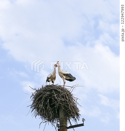 Two white storks (Ciconia ciconia) stand on a large twig nest, touching beaks against a bright sky. In spring, storks build nests and prepare to breed, strengthening bonds and ensuring a safe habitat. 122947993