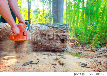 Lumberer uses chainsaw to cut through large fallen log in sunny forest, with wood shavings flying. 122948457