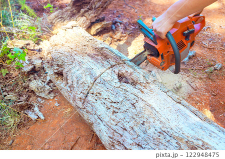 Lumberjack uses chainsaw to cut large trunk in forested area, surrounded by trees foliage. 122948475