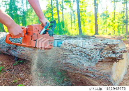 Worker uses chainsaw to cut log in sunlit forest, with dust flying, greenery all around. 122948476