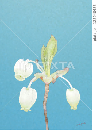 新緑のドウダンツツジ 122948488