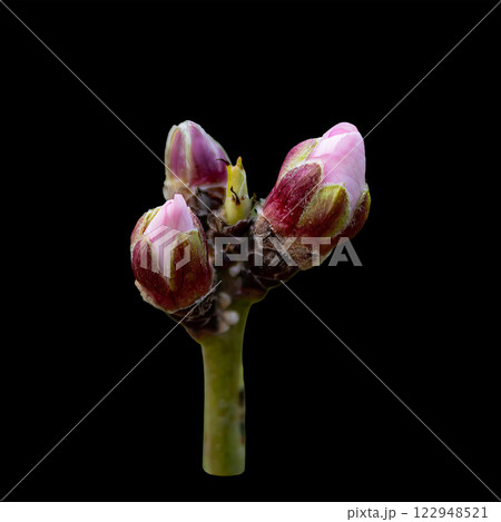 Almond tree buds isolated on black background, the almond tree blooms earlier than anyone else in Central Asia at the end of February Almond tree buds isolated on black background, the almond tree blooms earlier than anyone else in Central Asia at the end of February 122948521
