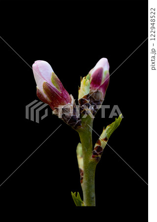 Almond tree buds isolated on black background, the almond tree blooms earlier than anyone else in Central Asia at the end of February Almond tree buds isolated on black background, the almond tree blooms earlier than anyone else in Central Asia at the end of February 122948522