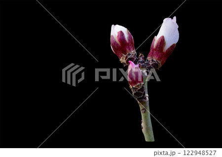 Almond tree buds isolated on black background, the almond tree blooms earlier than anyone else in Central Asia at the end of February 122948527