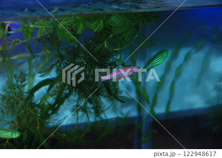 Peaceful aquarium scene with tropical fish swimming among lush green plants. Zebrafish, Danio rerio 122948617