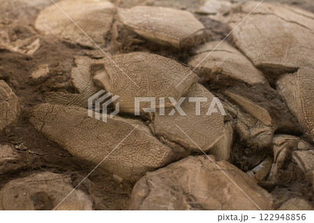 Cluster of fossilized dinosaur eggs exhibiting intricate texture and details, preserved for educational purposes in a museum environment, offering a glimpse into prehistoric life. Cluster of fossilized dinosaur eggs exhibiting intricate texture and details, preserved for educational purposes in a museum environment, offering a glimpse into prehistoric life. 122948856