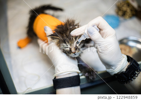 A veterinarian wearing gloves carefully puts eye drops into the eyes of a small injured kitten wrapped in an orange bandage at a veterinary clinic. The doctor puts eye drops into the kitten's eyes. 122948859