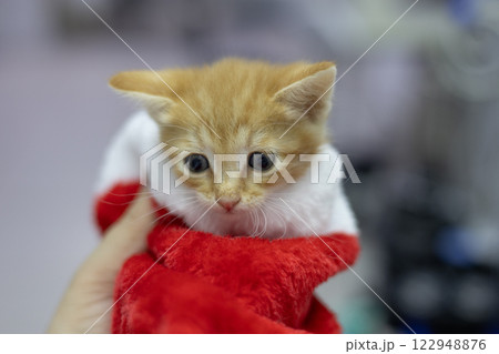 A charming ginger kitten took refuge in a New Year's hat, carefully held by the veterinarian. The scene reflects a mixture of attractiveness and care for a cute kitten in a festive atmosphere. A charming ginger kitten took refuge in a New Year's hat, carefully held by the veterinarian. The scene reflects a mixture of attractiveness and care for a cute kitten in a festive atmosphere. 122948876