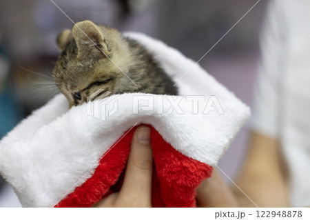 A veterinarian holds an adorable little kitten nestled in a festive Christmas hat, creating a touching scene of animal care during the holiday season. Caring for a homeless kitten. 122948878