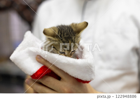 A veterinarian holds a sleepy little kitten wrapped in a festive Christmas hat providing comfort and care to a homeless animal during the holiday season The homeless kitten is looking for a new home. A veterinarian holds a sleepy little kitten wrapped in a festive Christmas hat providing comfort and care to a homeless animal during the holiday season The homeless kitten is looking for a new home. 122948886