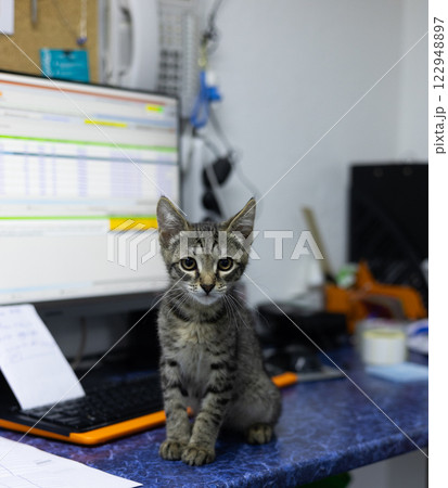 An adorable kitten sits on a table in a veterinary clinic, surrounded by office equipment and medical supplies, creating a playful and curious atmosphere. Kitten in the doctor's office. 122948897