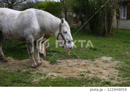 Horse of Percheron race in Belleme village 122949059